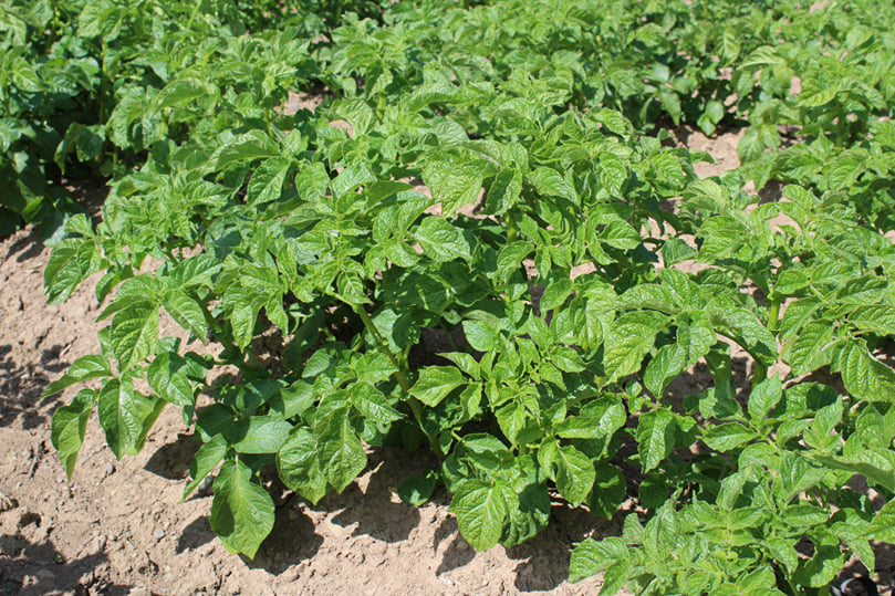 Early potato crops are looking well at the present time Early potato crops are looking well at the present time