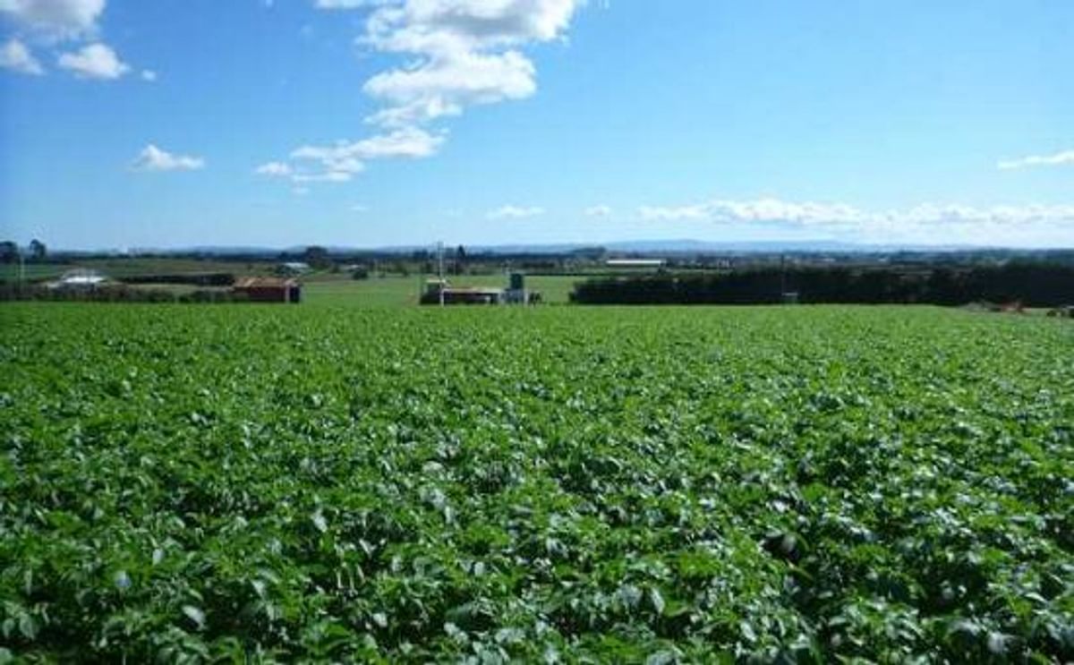 Weather troubles early potato harvest in New Zealand