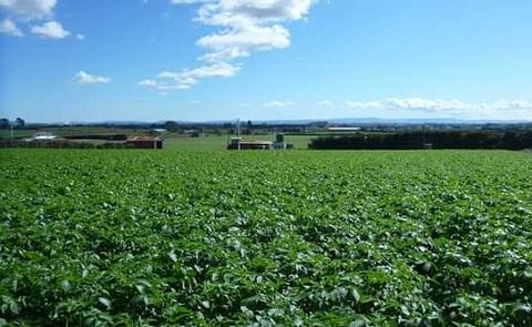 Weather troubles early potato harvest in New Zealand Weather troubles early potato harvest in New Zealand