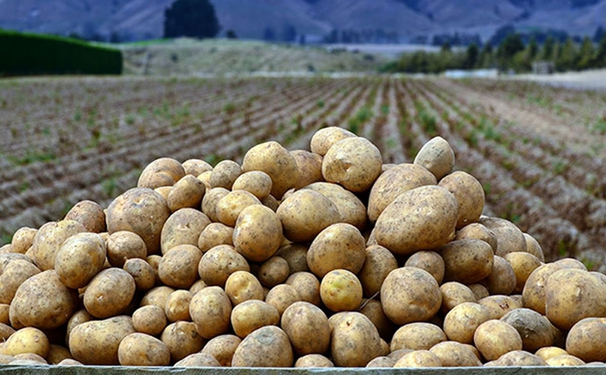 Satisfactory end of the early potato season for Lower Saxony, Germany