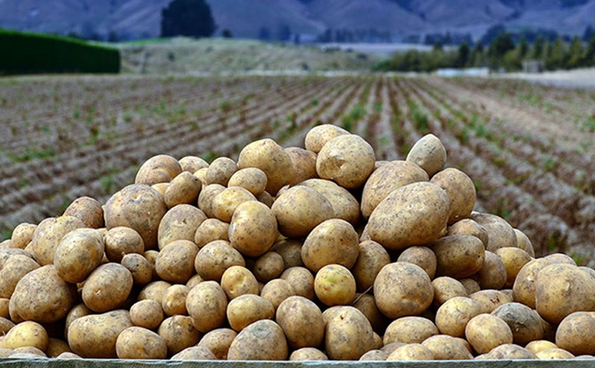 Satisfactory end of the early potato season for Lower Saxony, Germany Satisfactory end of the early potato season for Lower Saxony, Germany