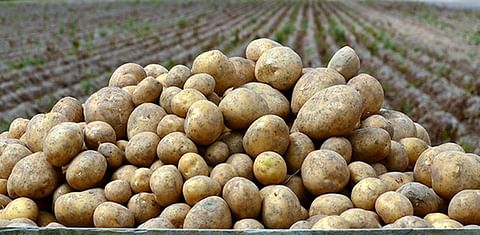 Satisfactory end of the early potato season for Lower Saxony, Germany