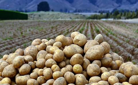 Satisfactory end of the early potato season for Lower Saxony, Germany Satisfactory end of the early potato season for Lower Saxony, Germany