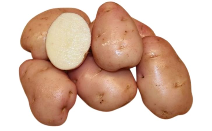 EARLY ROSE EARLY ROSE