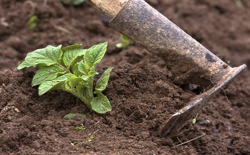 Hilling Soil Around Young Potato Plants Hilling Soil Around Young Potato Plants