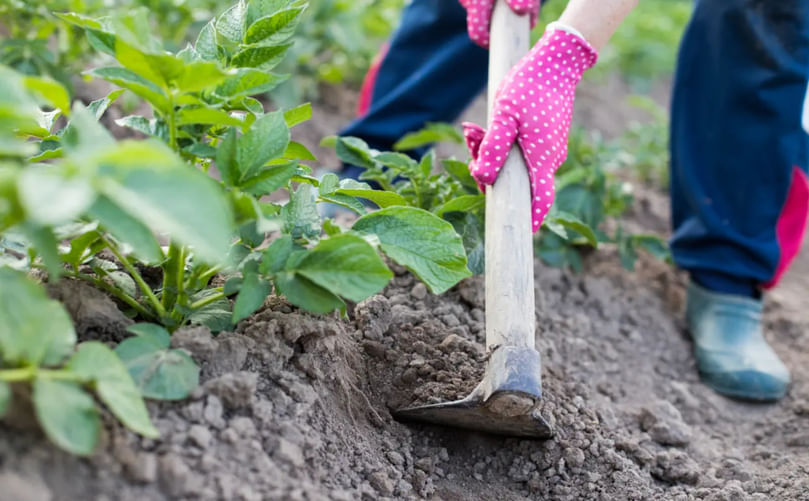 Earthing-up operation to cover potato tubers and prevent greening