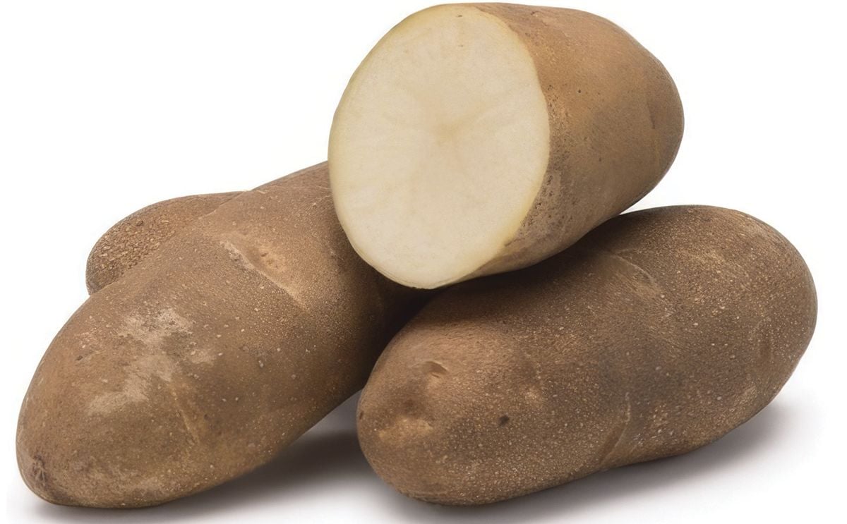 ECHO RUSSET