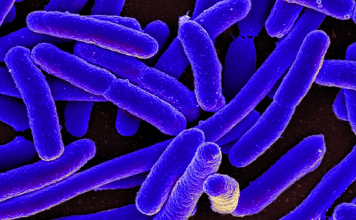Europa: sigue sin aclararse el misterio de la bacteria E.Coli