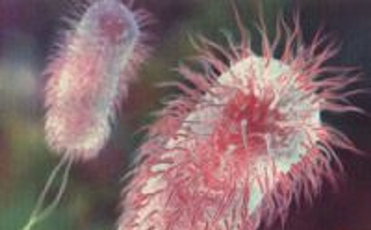 E. Coli E. Coli
