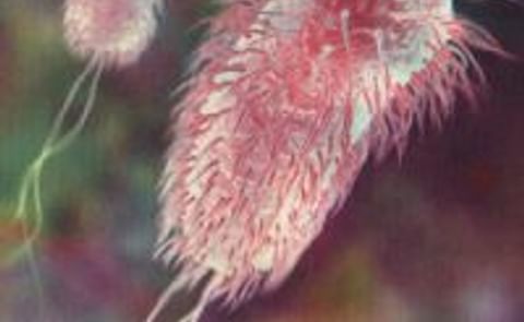 Wash your vegetables! Your potatoes too... Wash your vegetables! Your potatoes too...