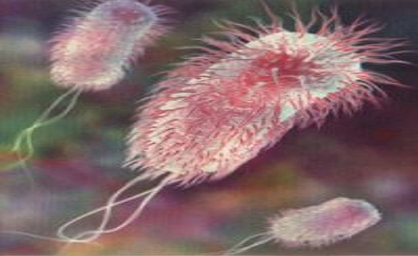 E coli outbreak Europe: WHO says bacterium is a new strain