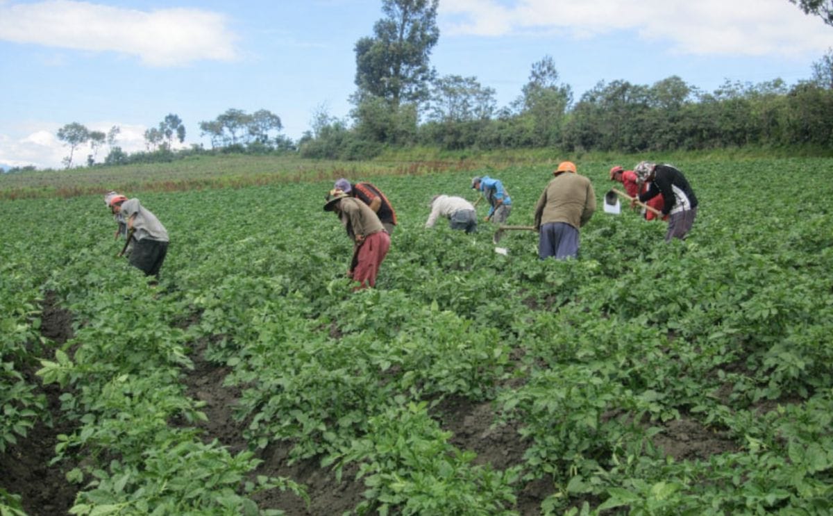 Ecuador: Buscan alternativas para promover el consumo de papa Ecuador: Buscan alternativas para promover el consumo de papa