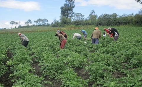 Ecuador: Buscan alternativas para promover el consumo de papa Ecuador: Buscan alternativas para promover el consumo de papa