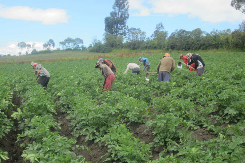 Ecuador: Buscan alternativas para promover el consumo de papa