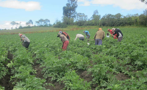 Ecuador: Buscan alternativas para promover el consumo de papa Ecuador: Buscan alternativas para promover el consumo de papa