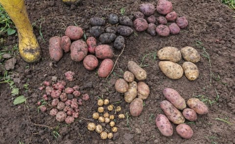 Ecuador implementará plan de comercialización de la papa Ecuador implementará plan de comercialización de la papa