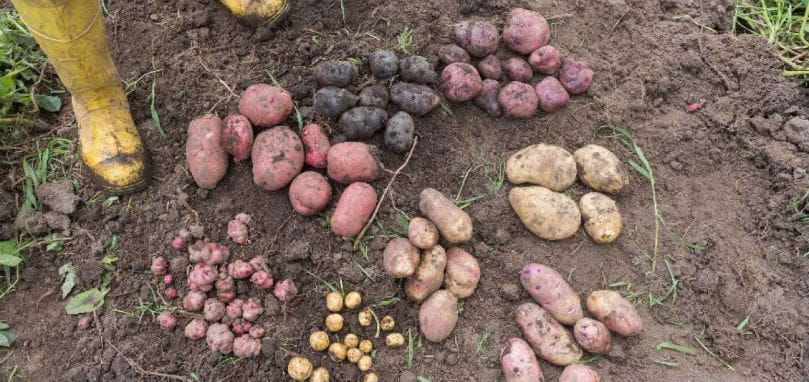 Ecuador implementará plan de comercialización de la papa