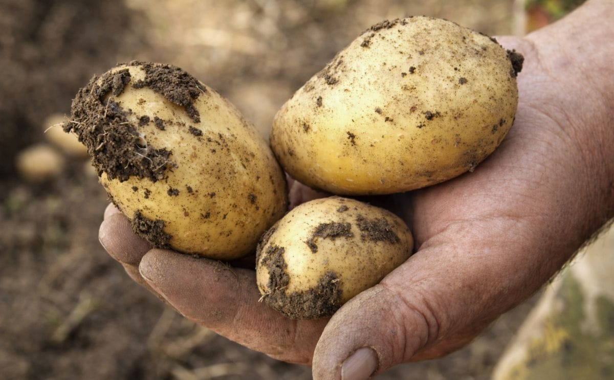 Alemania ya produce 160 mil toneladas de papa ecológica Alemania ya produce 160 mil toneladas de papa ecológica