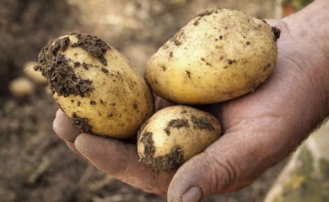 Alemania ya produce 160 mil toneladas de papa ecológica Alemania ya produce 160 mil toneladas de papa ecológica