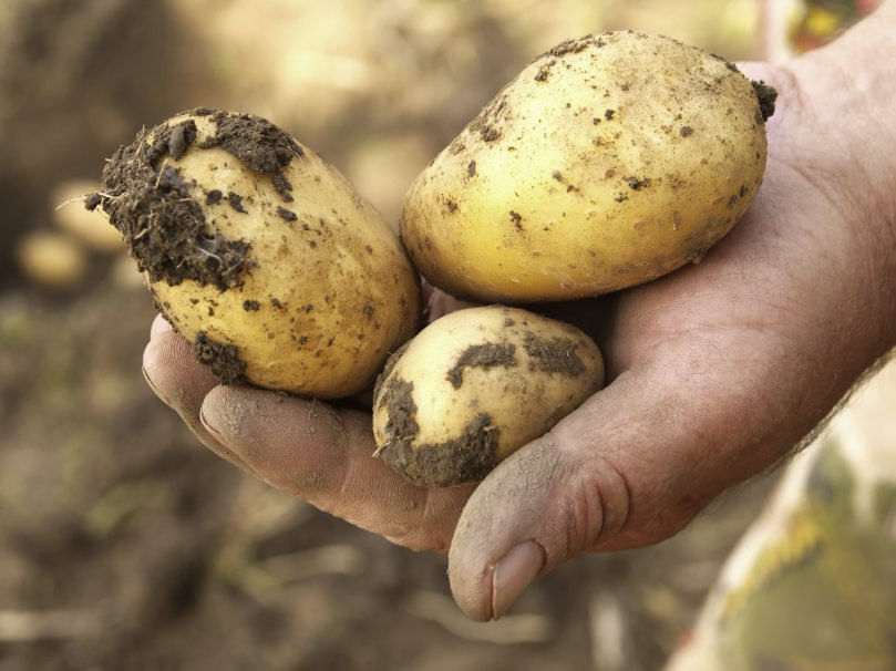 Alemania ya produce 160 mil toneladas de papa ecológica