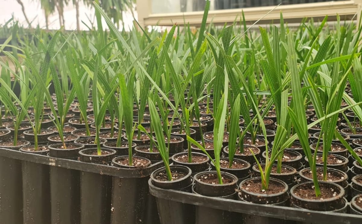 EFC Plants – Date Palm Tissue Culture Plants
