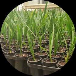 Date Palm Tissue Culture