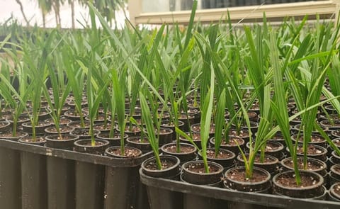 EFC Plants – Date Palm Tissue Culture Plants EFC Plants – Date Palm Tissue Culture Plants