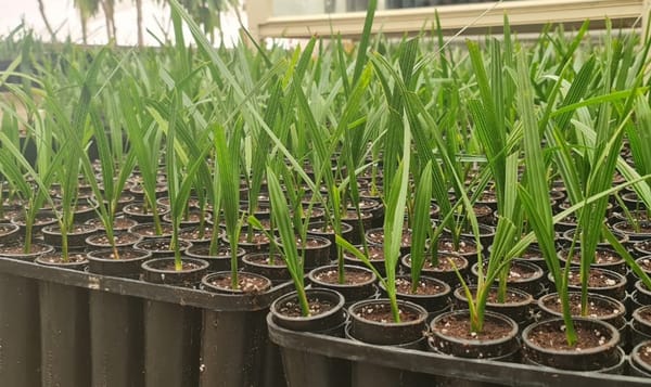EFC Plants – Date Palm Tissue Culture Plants EFC Plants – Date Palm Tissue Culture Plants