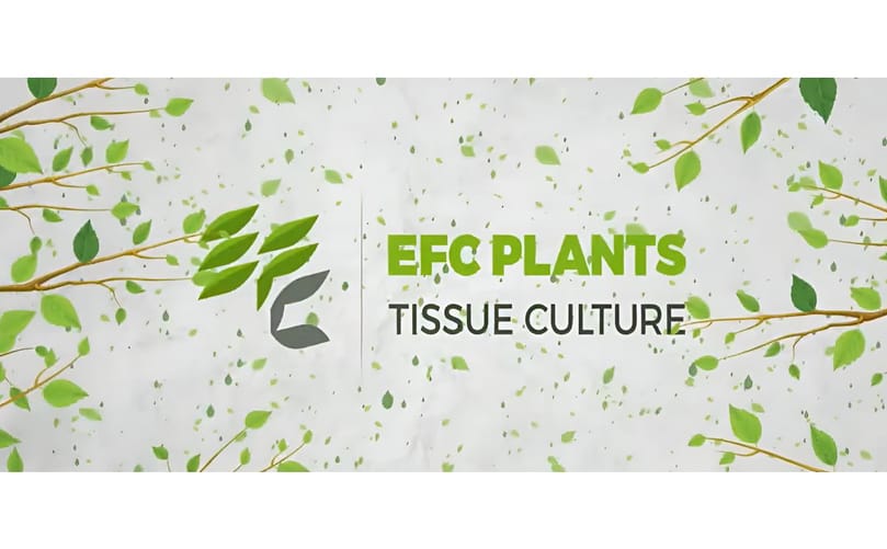 The Egyptian French Company Movie The Egyptian French Company Movie