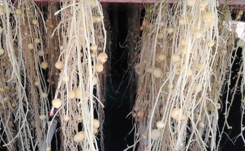 EFC Plants Potato Mini-Tubers EFC Plants Potato Mini-Tubers