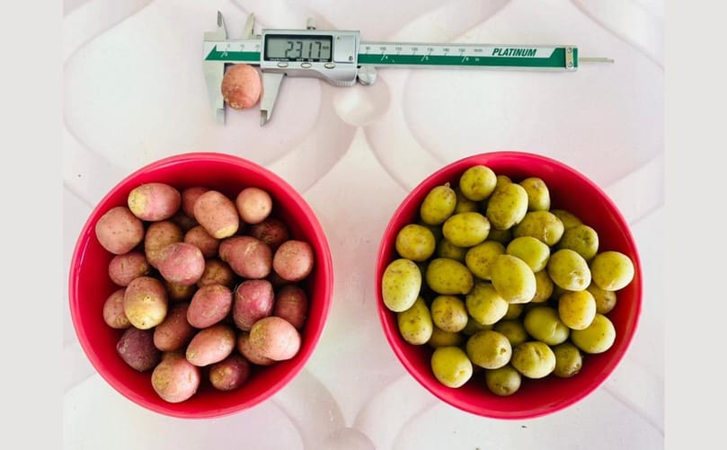 EFC Plants-Potato mini-tubers