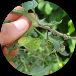 Plant Disease Diagnostics Laboratory