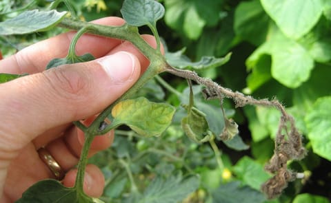 EFC Plants - Plant Disease Diagnostics Laboratory EFC Plants - Plant Disease Diagnostics Laboratory