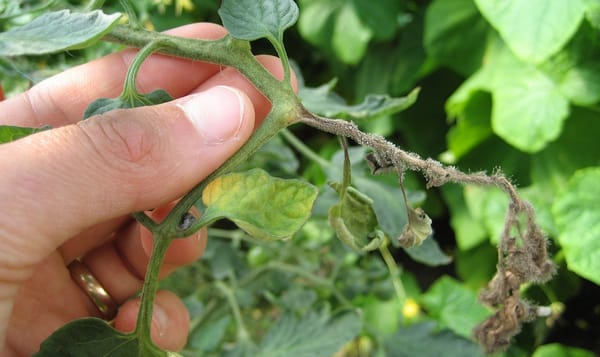 EFC Plants - Plant Disease Diagnostics Laboratory EFC Plants - Plant Disease Diagnostics Laboratory