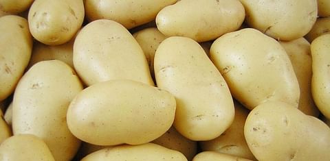 Egypt imported 131 thousand tons of seed potato and 25 thousand tons of frozen french fries and potato chips