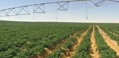 Potato export from Egypt to Europe already at 200.000 tonnes