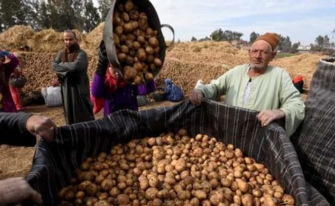 Getting potatoes ready for shipping Getting potatoes ready for shipping