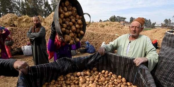 Jordan lifts ban on potato imports from Egypt