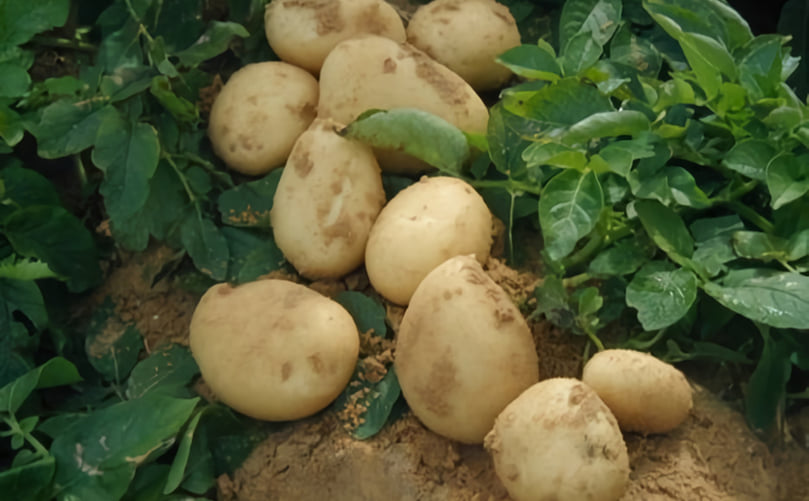 Egyptian potatoes Egyptian potatoes