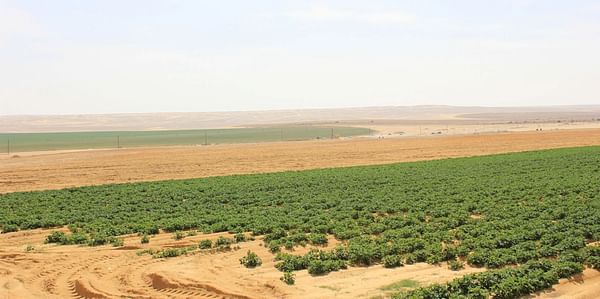 Egyptian Potato Fields: Thriving Despite Global Challenges