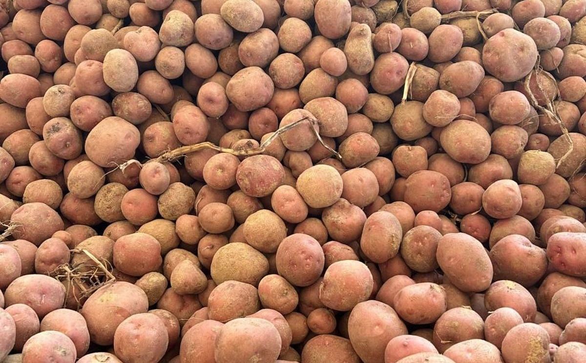 Egyptian Fresh Potato Exports See Major Market Shift This Season Egyptian Fresh Potato Exports See Major Market Shift This Season