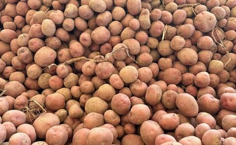 Egyptian Fresh Potato Exports See Major Market Shift This Season Egyptian Fresh Potato Exports See Major Market Shift This Season