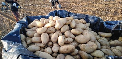 Egypt Potato exports at 674K tons