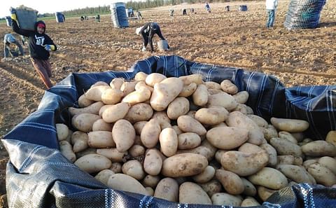 Egypt's potato exports hit 674K tons: Agriculture official
