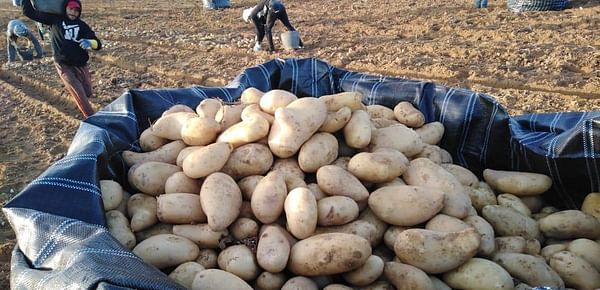 Egypt Potato exports at 674K tons