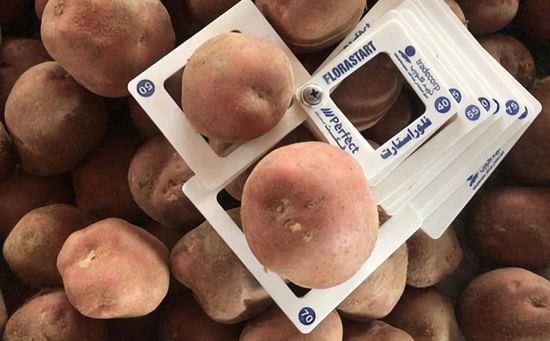 Egyptian processing potatoes were an important source for European factories from February to May