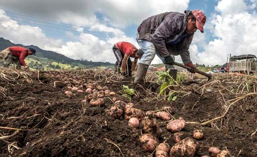 El Alto produces 953 hectares of potatoes and grains annually.