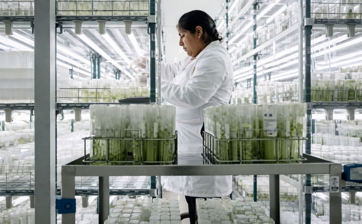 El CIP ayuda a sus socios a mejorar el acceso y seguimiento de sus recursos fitogenéticos