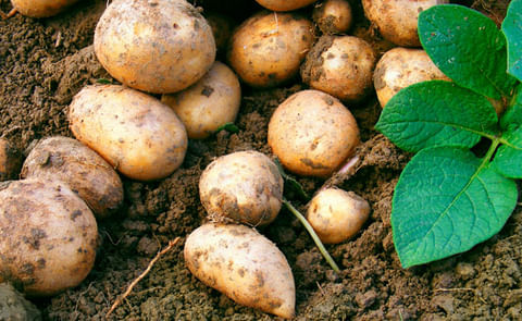 España: El consumo de papa aumenta en un 0,5% España: El consumo de papa aumenta en un 0,5%