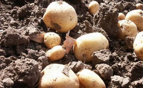 El Cultivo de la papa va a la baja El Cultivo de la papa va a la baja